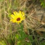 Calendula officinalisЦветок