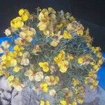 Zinnia grandiflora Flor