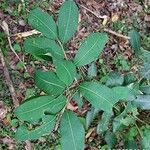 Erythroxylum argentinum Hoja