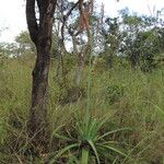 Aloe christianii Hábito