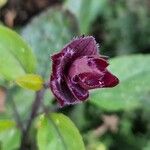 Salvia involucrata Кветка