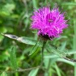 Centaurea nigraΛουλούδι