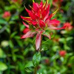 Castilleja miniata ফুল