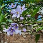 Solanum seaforthianum Floare