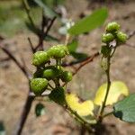 Ceanothus velutinus Fruit