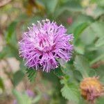 Centratherum punctatum Flor