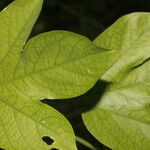 Passiflora platyloba Blad