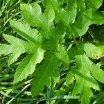 Heracleum sphondylium Blatt