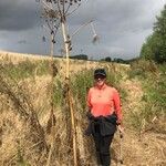 Heracleum mantegazzianum Агульны выгляд