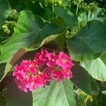 Dombeya acutangula Virág