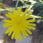 Launaea mucronata 花