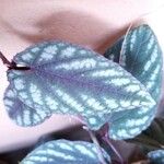 Cissus javana Folha