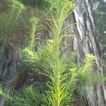 Larix kaempferi Blad