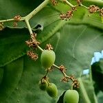 Cyphostemma juttae Fruto