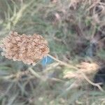 Allium paniculatum Fruit