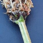 Plantago argentea Ekosanga