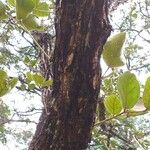 Erythrina abyssinica Кора