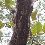 Erythrina abyssinica പുറംതൊലി