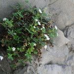 Potentilla saxifraga Diğer