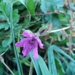 Erodium manescavi ফুল