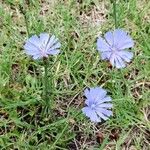 Cichorium endivia Blomst