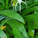 Hymenocallis littoralisVirág