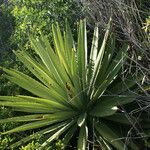 Agave sisalana ശീലം