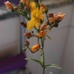 Hypericum linariifolium Flor