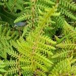 Woodsia montevidensis पत्ता