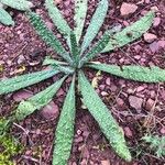 Echium asperrimum Leaf