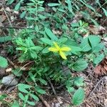 Hypericum hypericoides Flower