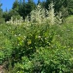 Veratrum californicum Leaf