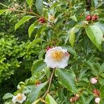 Stewartia rostrata Flor