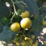 Ehretia dicksonii Fruit