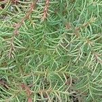 Cryptomeria japonica Levél