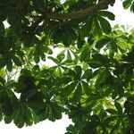 Cussonia brieyi Folha