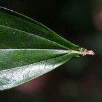 Miconia serialis Leaf