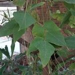 Erythrina lysistemon Levél
