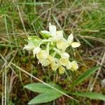 Dactylorhiza insularis Flower