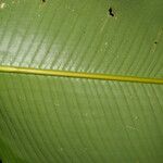 Calathea guzmanioides Leaf