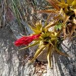 Aechmea recurvata Blüte