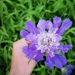 Lomelosia caucasica 花