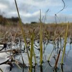 Sporobolus maritimus Blad