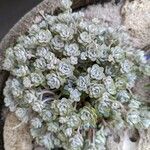 Sedum spathulifolium 葉