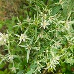 Swertia angustifolia Flower