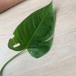 Philodendron davidsonii Blad