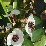 Sagittaria sagittifolia Fleur