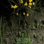 Calceolaria biflora ശീലം