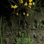 Calceolaria biflora Habit