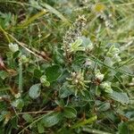 Salix pyrenaica Λουλούδι